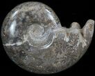 Cretaceous Ammonite Fossil - Khenifra, Morocco #35308-1